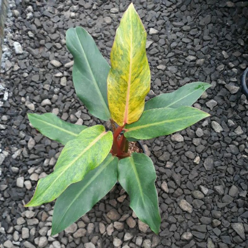 philodendron orange marmalade/three colour