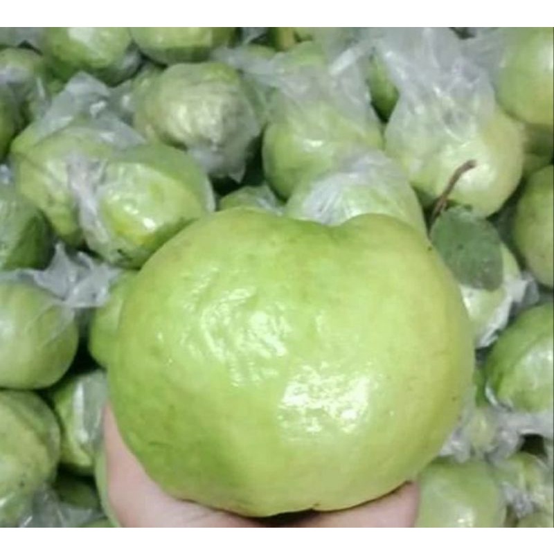 

jambu kristal