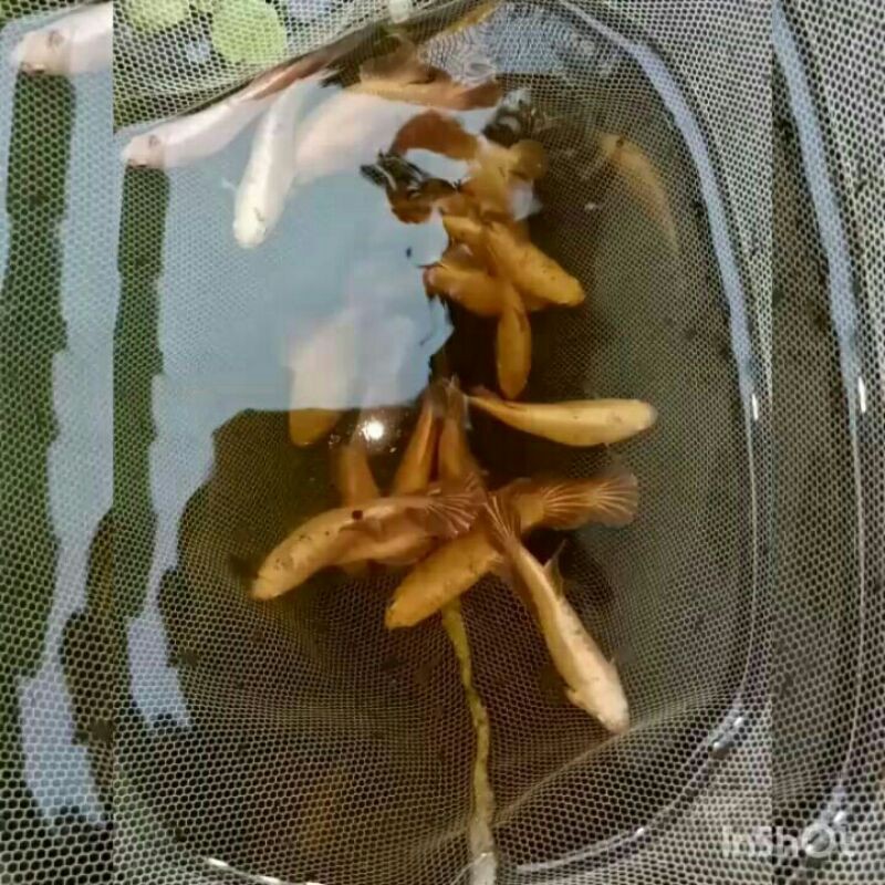 Golden Red Dragon (ikan cupang / bettafish)