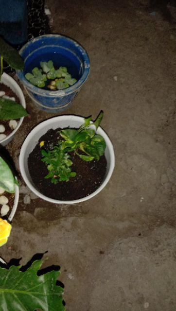 Tanaman Hias Asoka Jepang Bunga Merah