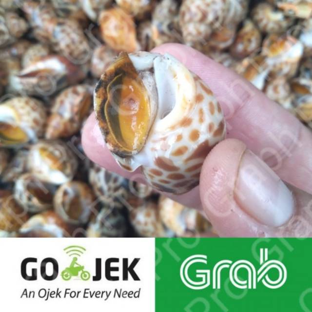 

Keong Macan Konsumsi Seafood Segar