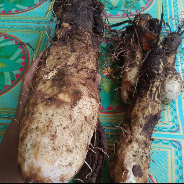 

Ubi tiang 2 kg segar ambil langsung dari kebun