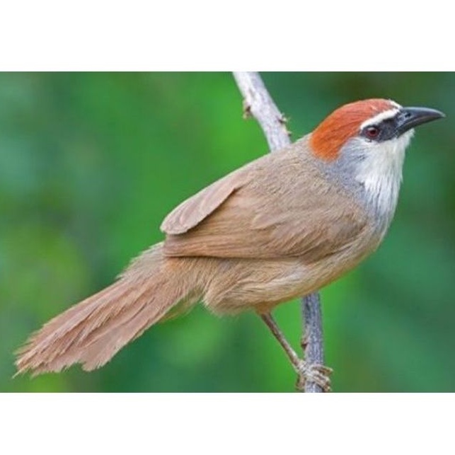 kaso kaso Jantan rawatan