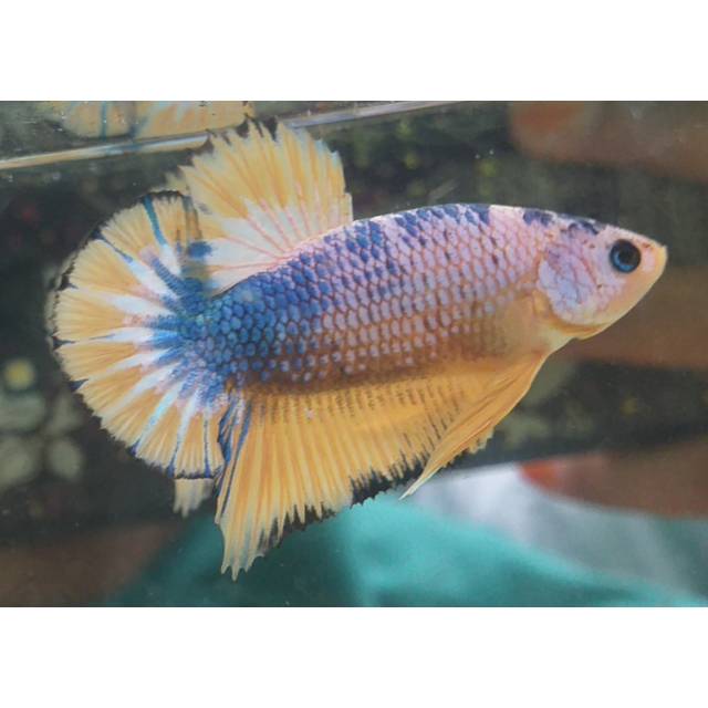 

Betta/cupang
