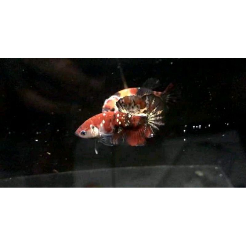 CUPANG RED KOI COPPER GOLD