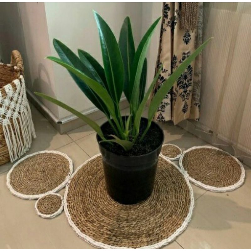 anthurium langka anthurium golok hijau anthurium coriaceum