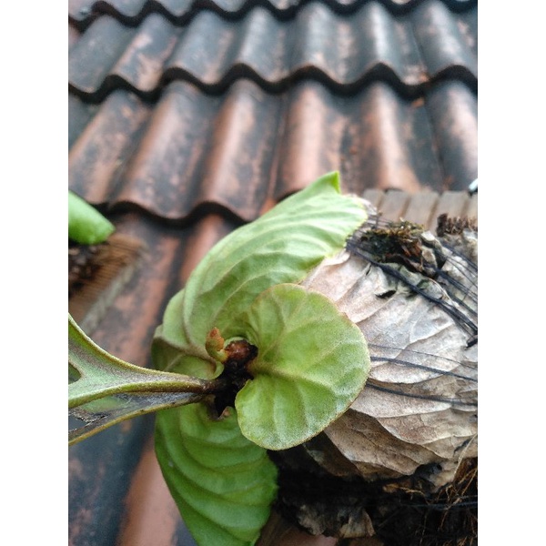 REAL PLANT | PLATYCERIUM RIDLEYII | PAKU TANDUK RUSA | TANDUK RUSA KALIMANTAN