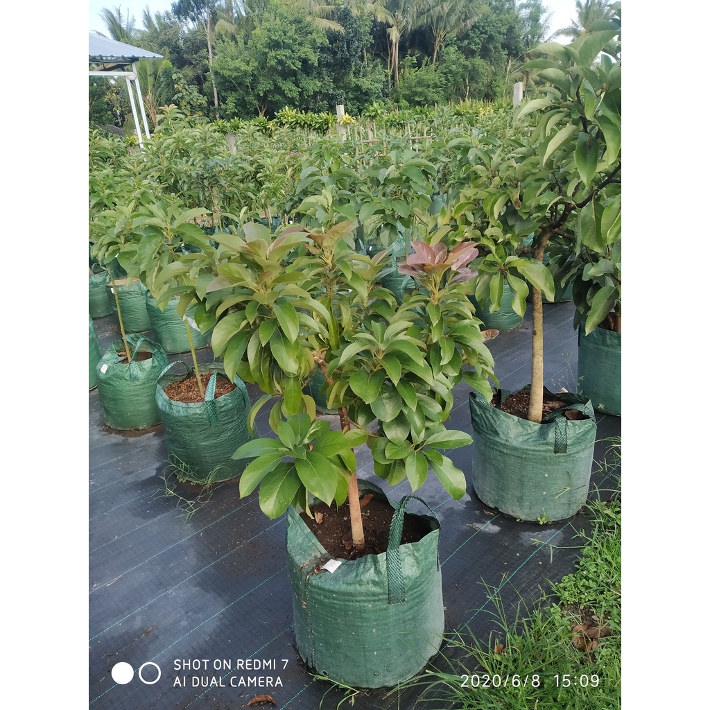 Entres Alpukat Red Vietnam