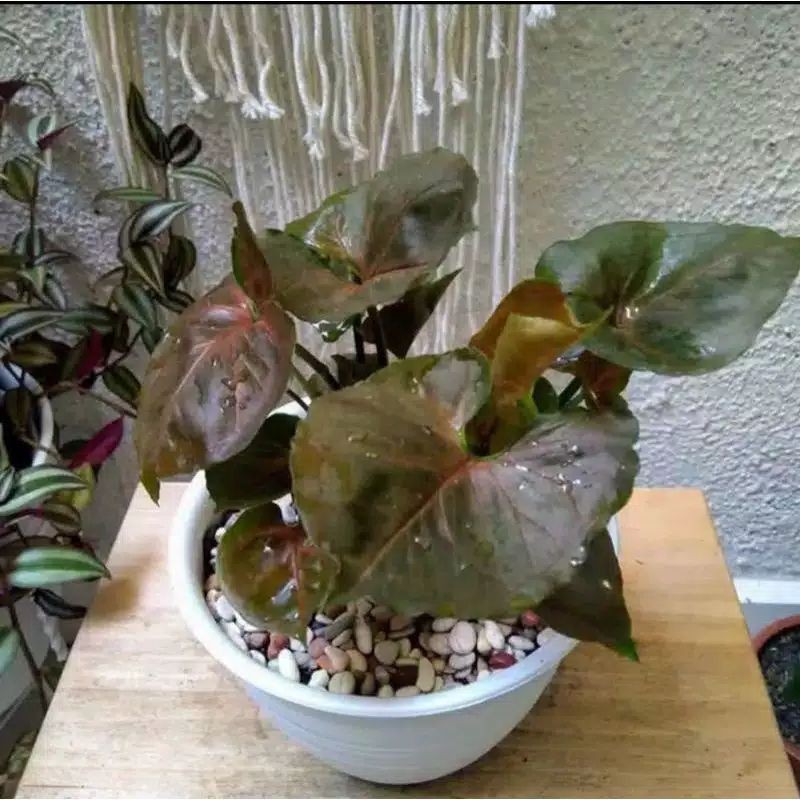 Tanaman Hias Singonium Maria - Singonium Merah Ati