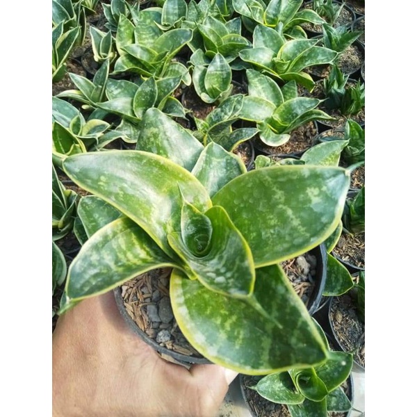 sansevieria tsunami mutasi