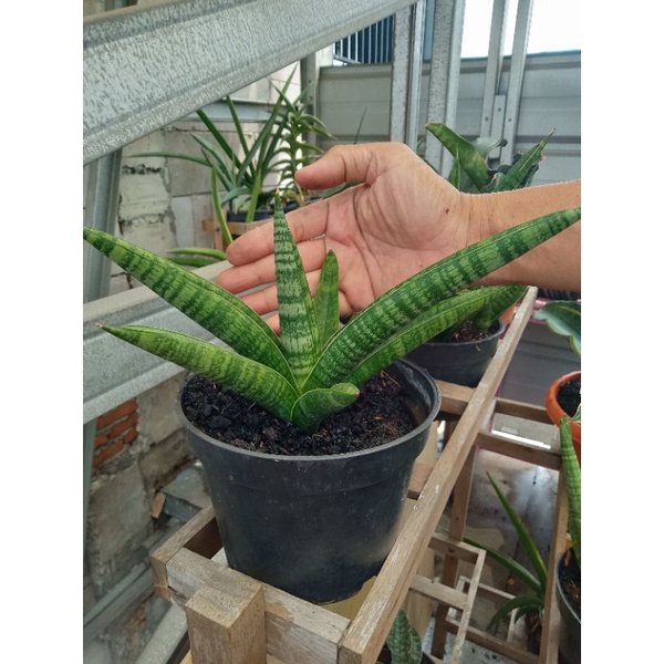 sansevieria marsha anjani