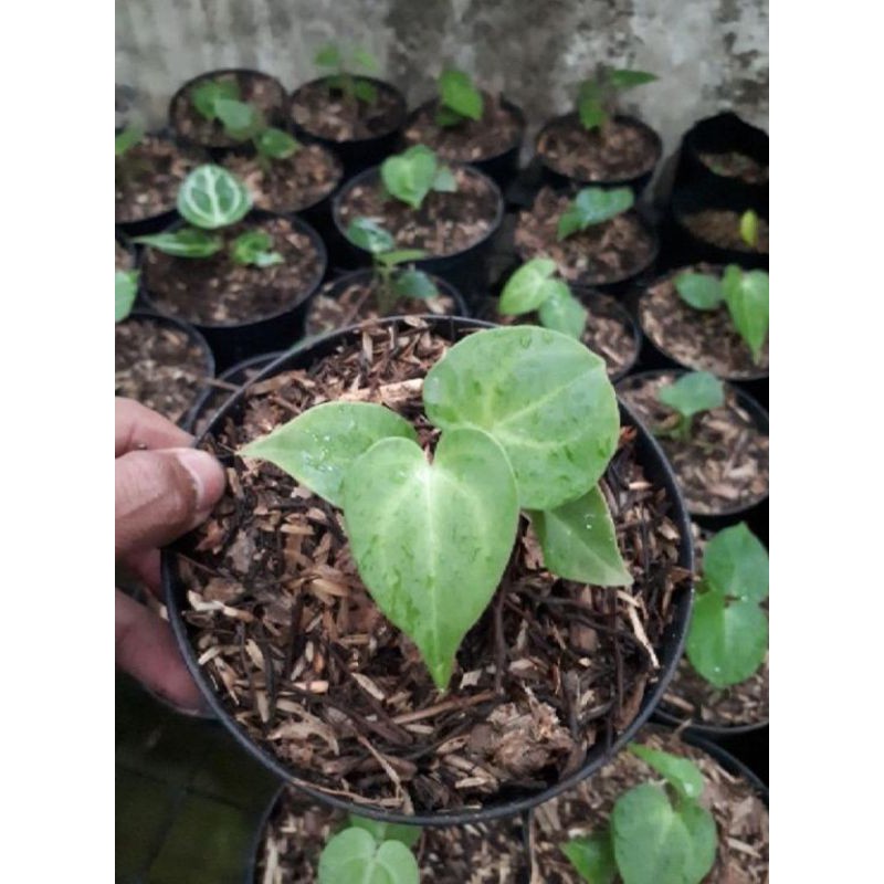 tanaman hias Kuping gajah tarantula / bibit kuping gajah tarangtula / anthurium Crystalum