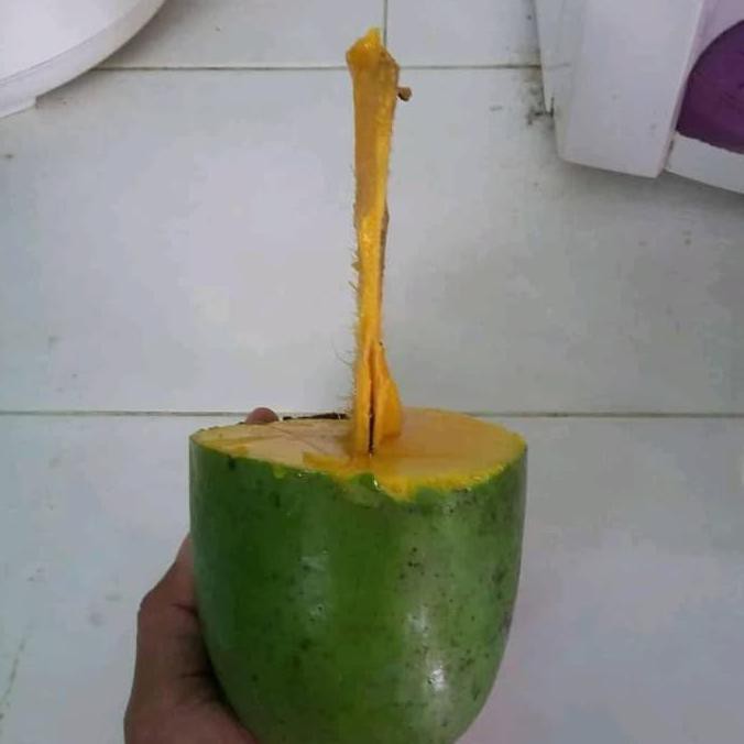 Bibit mangga kiojay sudah berbunga siap buah Bagus