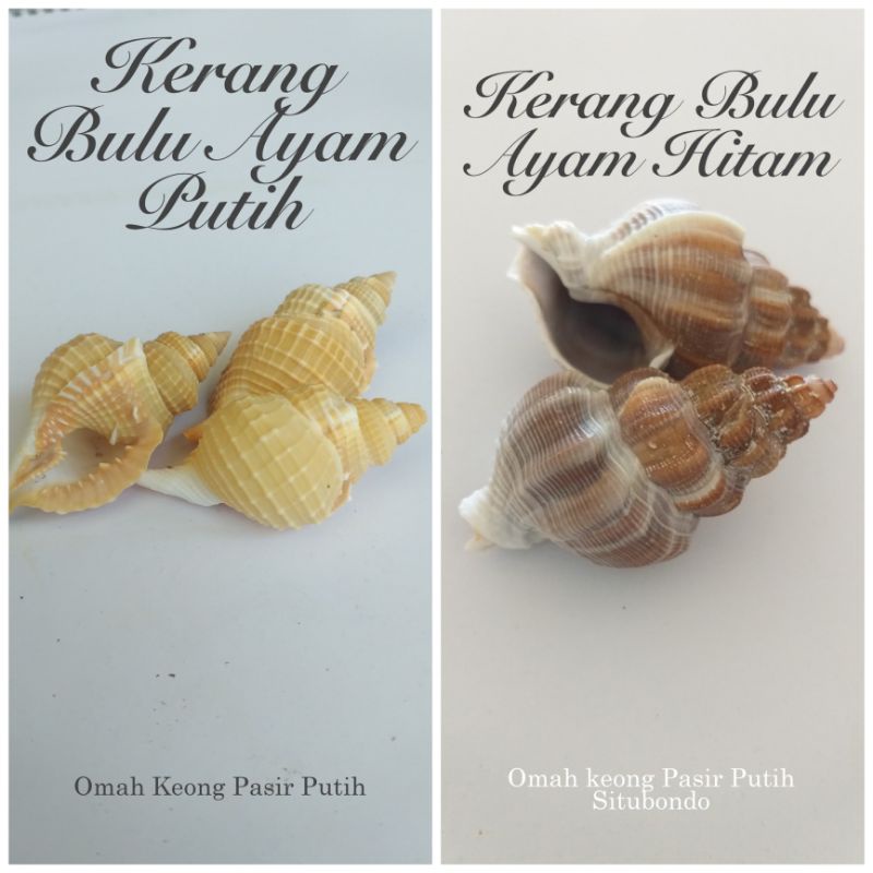 CAKANG KERANG BULU AYAM HITAM & PUTIH