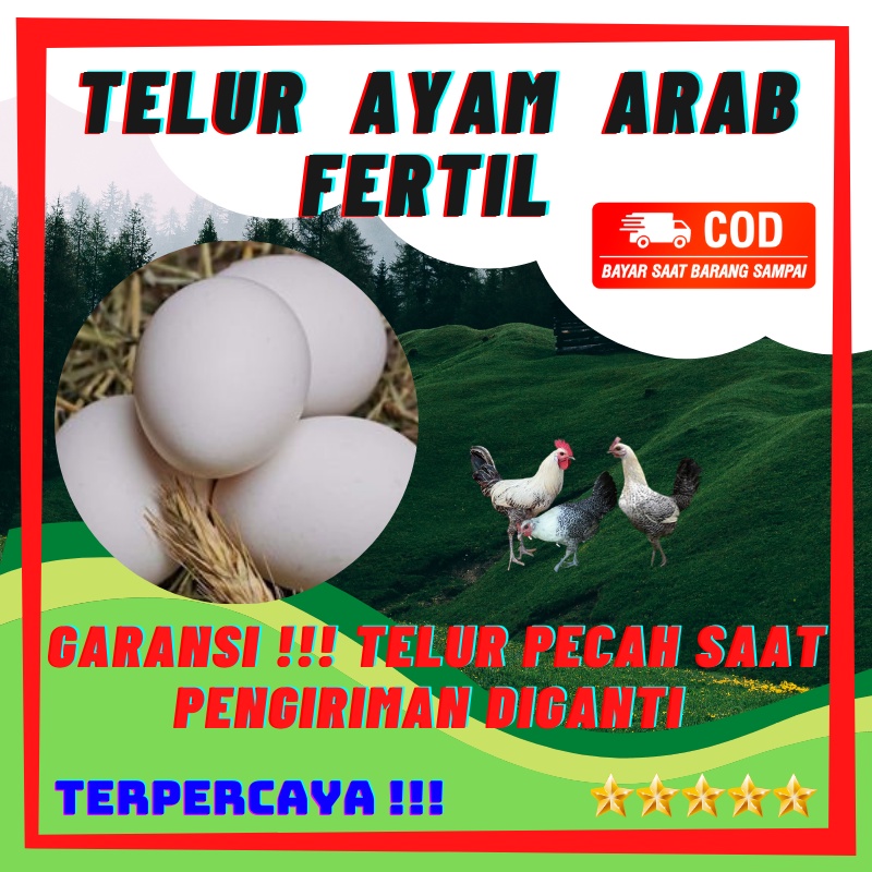 TELUR AYAM ARAB FERTIL