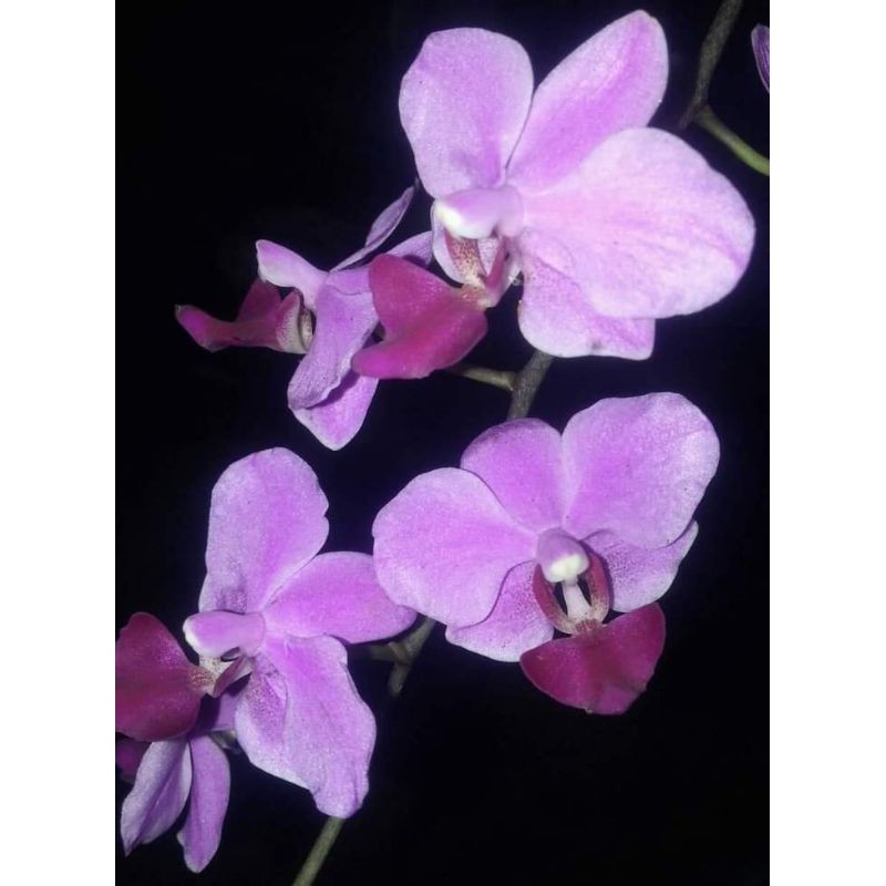 anggrek doritis lidah merah