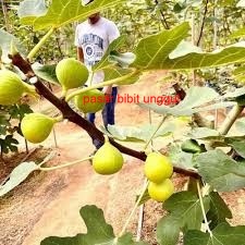 Bibit Buah Tin LSU GOLD fresh Cangkok-Buah Tin Kuning Jumbo Tambulapot