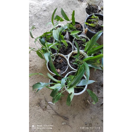 Rhaphidophora Giganteum lis kuning