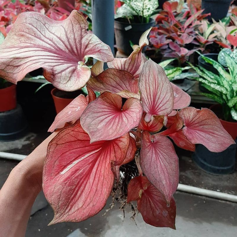 bibit bonggol keladi keris wayang cantik barang import bukan kaleng kaleng baramg sesuai foto ka di 