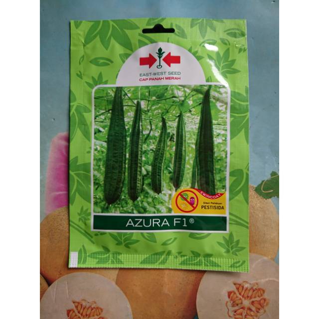 Benih Oyong Hibrida AZURA 20bj