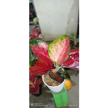 aglonema suksom jaipong jumbo