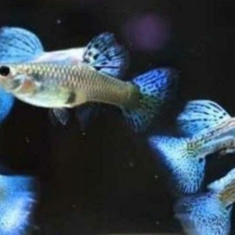 ikan guppy Blue gres/guppy Blue Gras sepasang