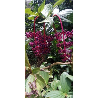

Buah asli muria 100 gr