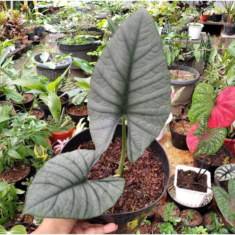 Bonggol Bawah/ Bibit ALOCASIA REGINAE SILVER  (SUDAH DI OLAH DENGAN ZAT PENGATUR TUMBUH