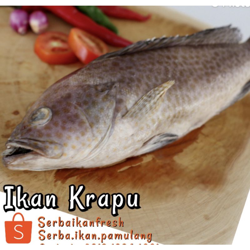 

KRAPU FRESH - KRAPU FILLET 900g - 1kg (SIP)