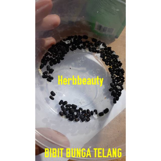 

Biji/ Bubit / Benih Bunga Telang