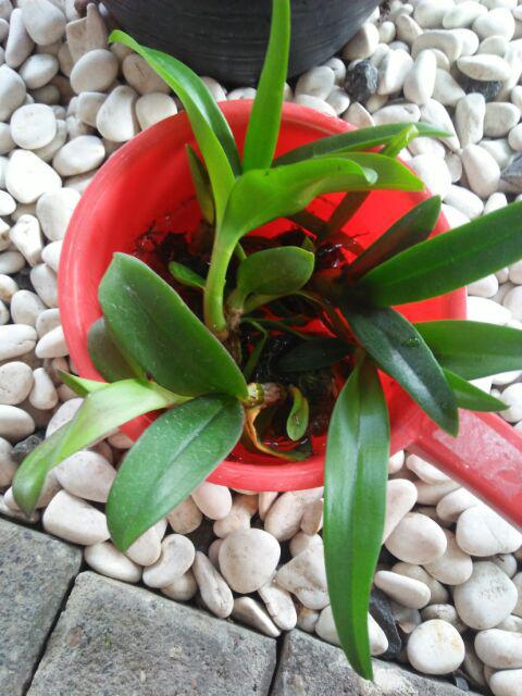 Seedling Praremaja Dendrobium