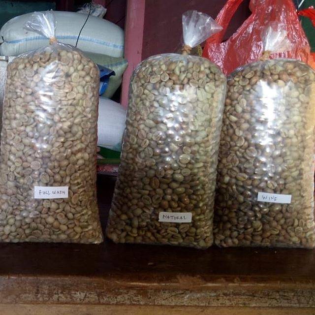 

Kopi robusta lampung