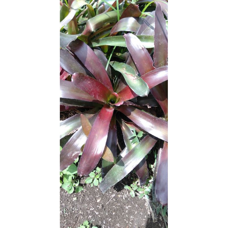 Bromelia Merah besar