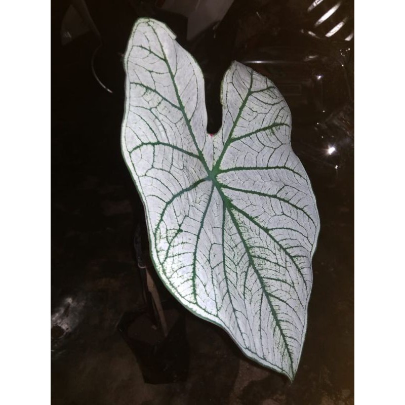 Aglonema Lompong Putih Anakan