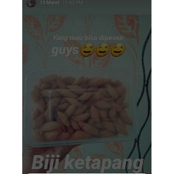 

biji ketapang