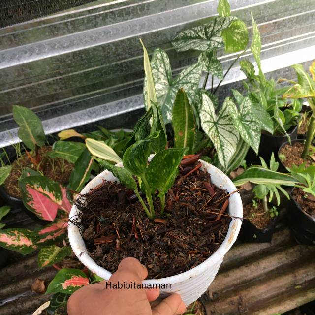 Tanaman hias Epipremnum shangrila varigata - epipremnum shangrila varigata