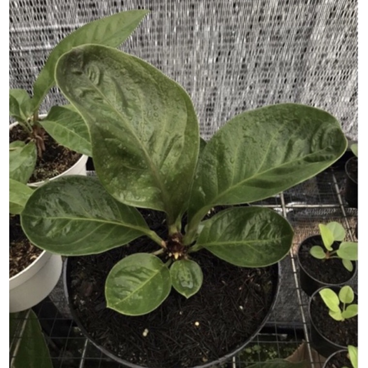 bibit anthurium jemani mangkok silangan cobra