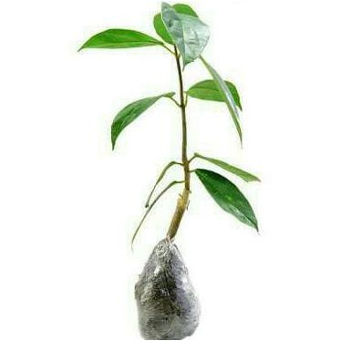 dic4ri Bibit Tanaman Cincau Hijau np@