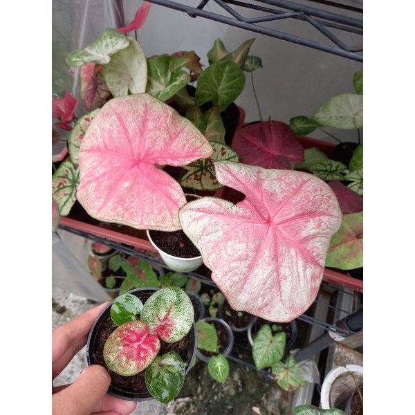 caladium hybrid silangan h02