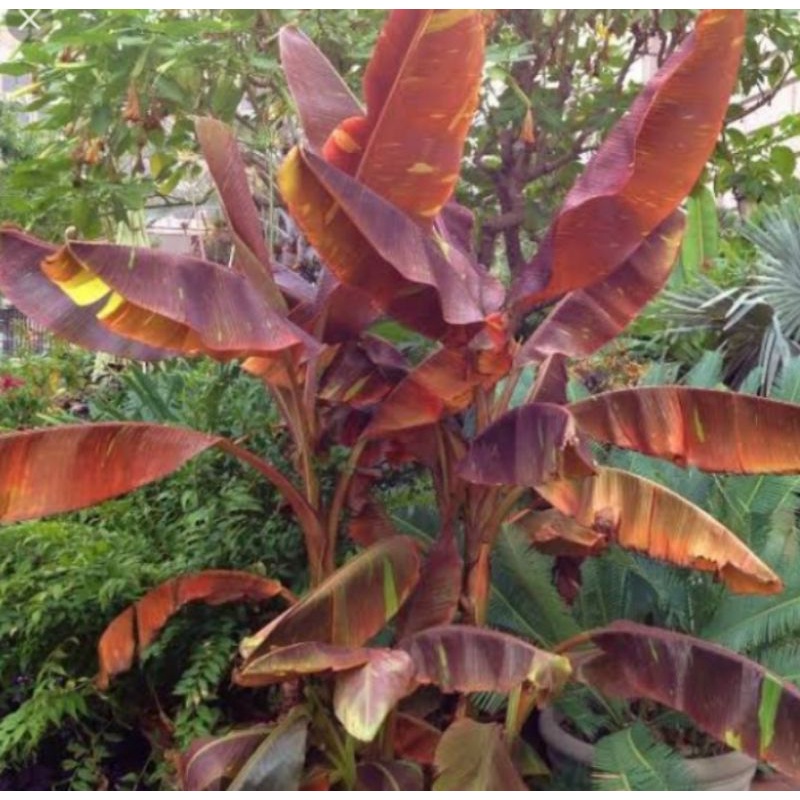 pisang varigata ful red original bibitBONGGOL Pisang Merah Ruby Siam murah dengan kualitas terbaik