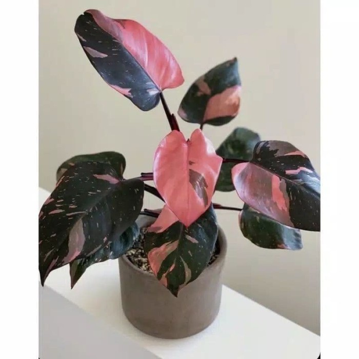 Bonggol Philo Pink Princess..