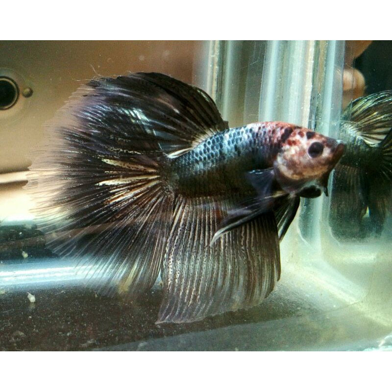 cupang fancy black-gold/real pic 648