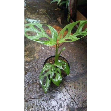 Janda Bolong Tanaman Hias, Janda Bolong Murah, Janda Bolong Acuminata