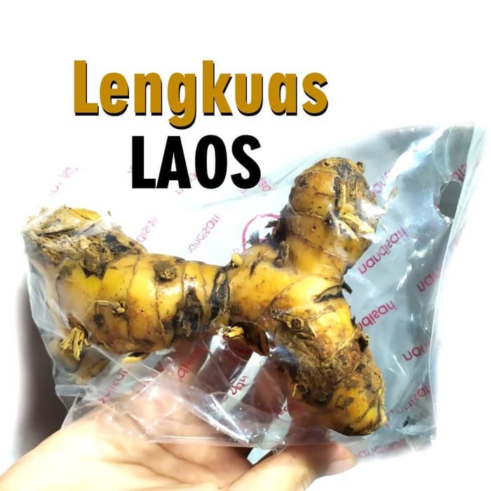 

Lengkuas Bumbu Dapur Laos Utuh bumbu masakan segar