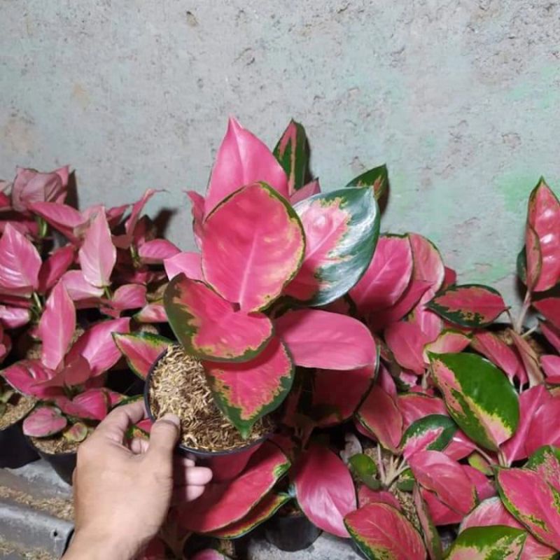 Aglonema Red Majesty Tanian lokal / Aglaonema Red Majesti Tanaman hias suksom