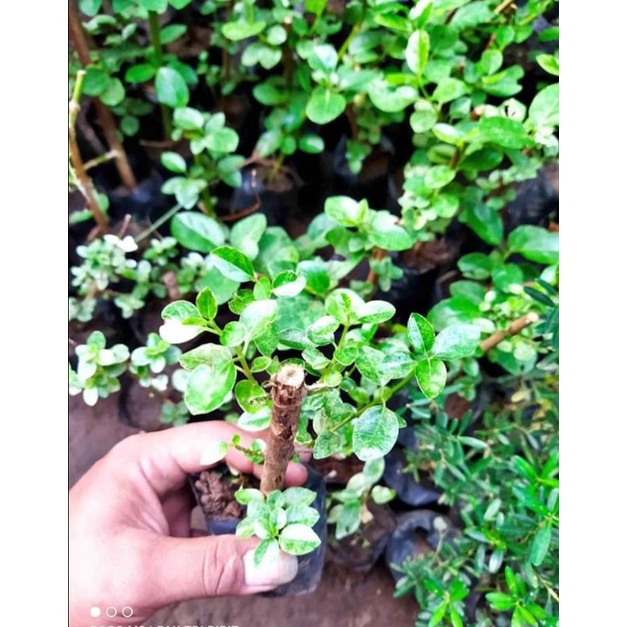 BONSAI SANCANG VARIGATA ORI DARI CANGKOK