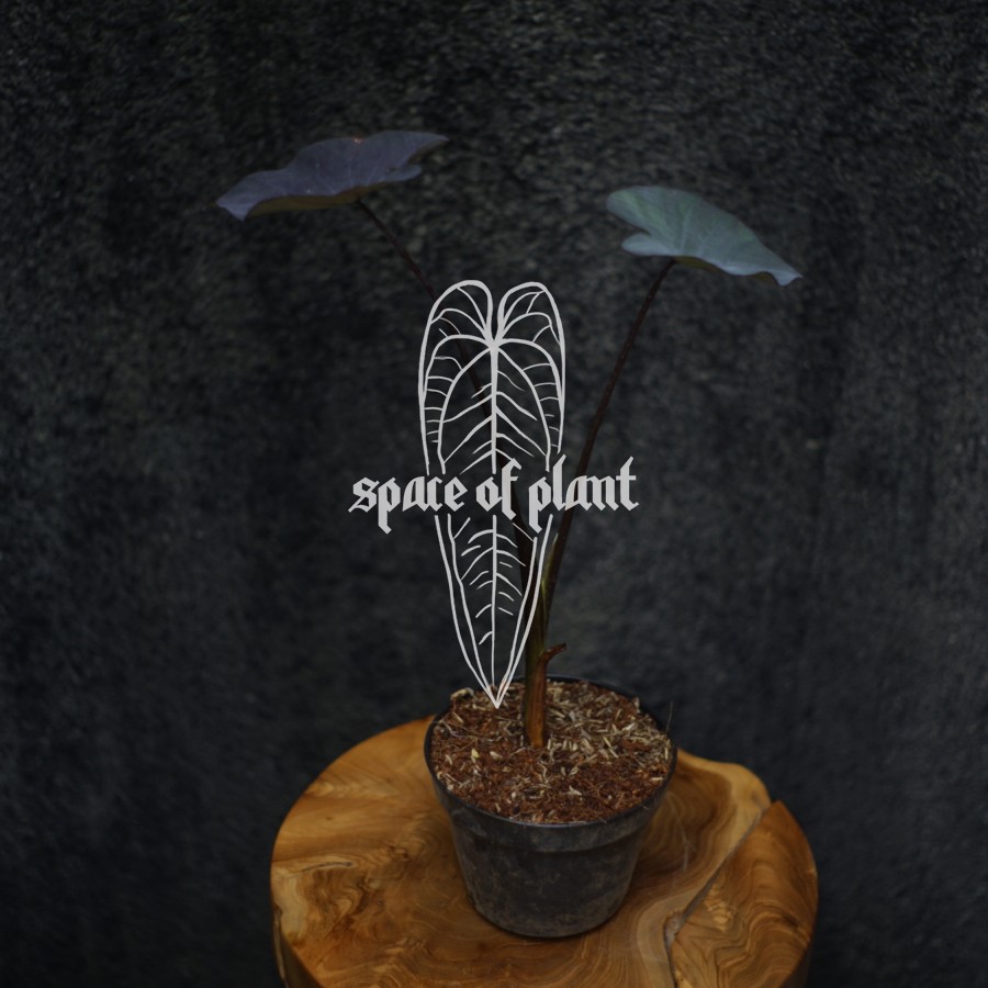 colocasia black magic