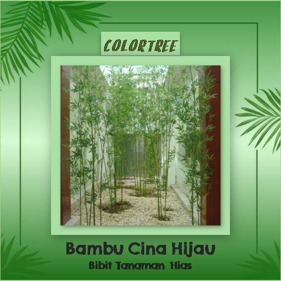 Bibit Tanaman  Hias  Bambu Cina Hijau 60cm Shopee  Indonesia