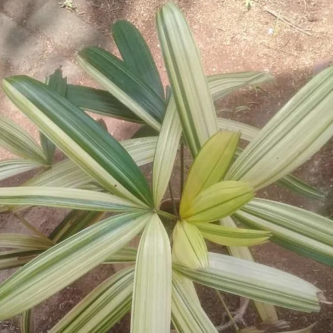 Tanaman Palem Regu Varigata- Pohon Palem Regu Varigata