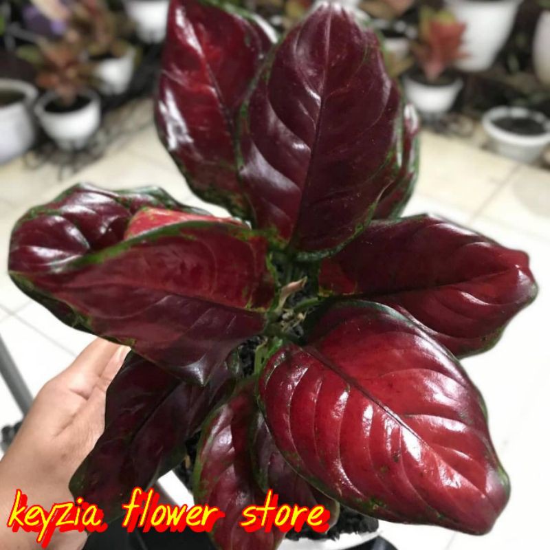 bunga aglonema black maroon import termurah